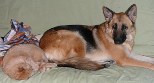 dogandcat