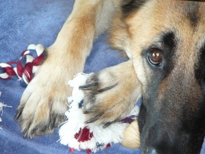 dog care