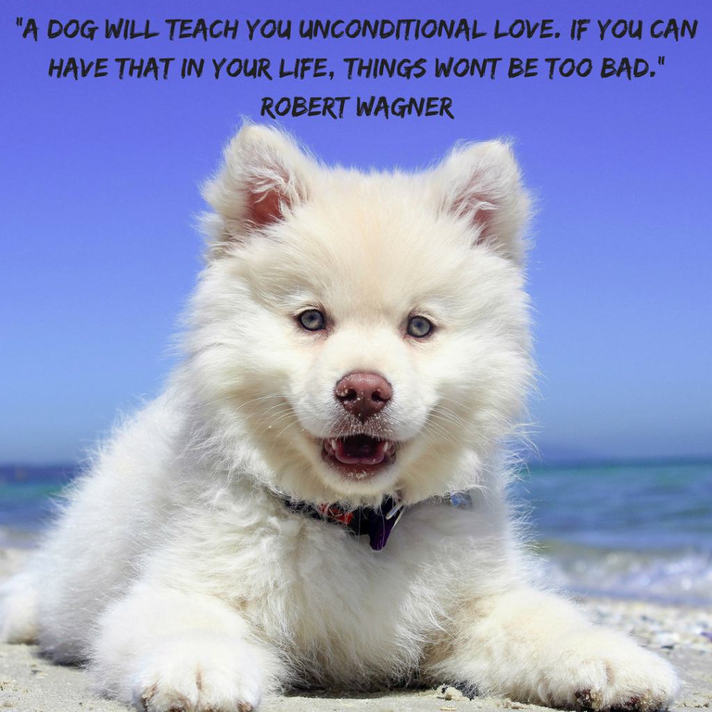dogs and unconditional love