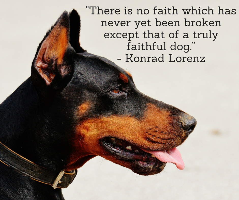 faithful dog