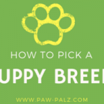 how to pick a puppy breed