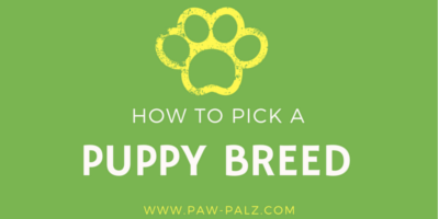 how to pick a puppy breed