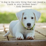 cute puppy quote