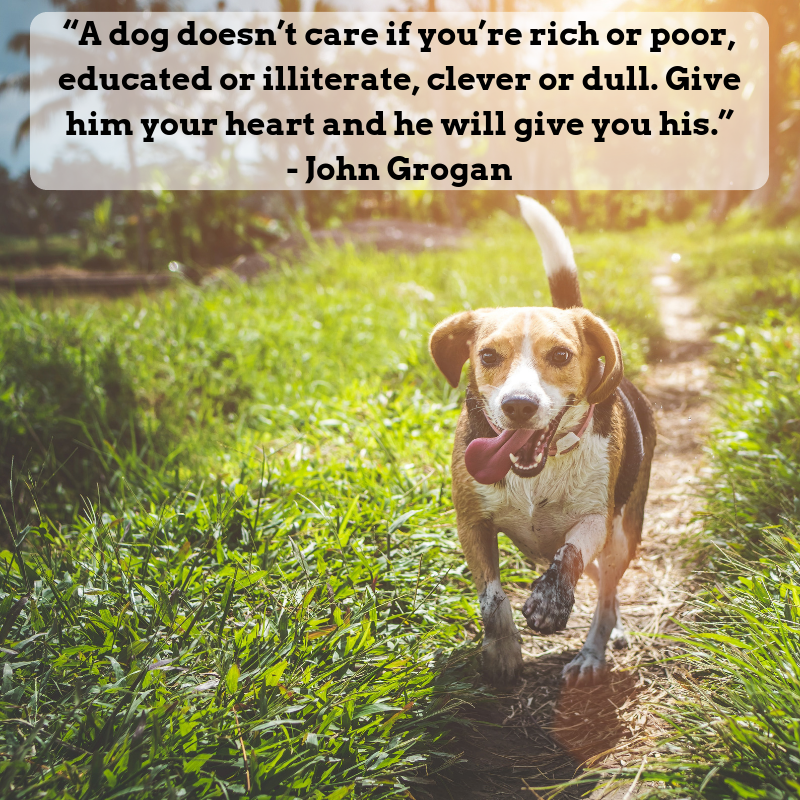“A dog doesn’t care if you’re rich or poor, educated or illiterate, clever or dull. Give him your heart and he will give you his.”
